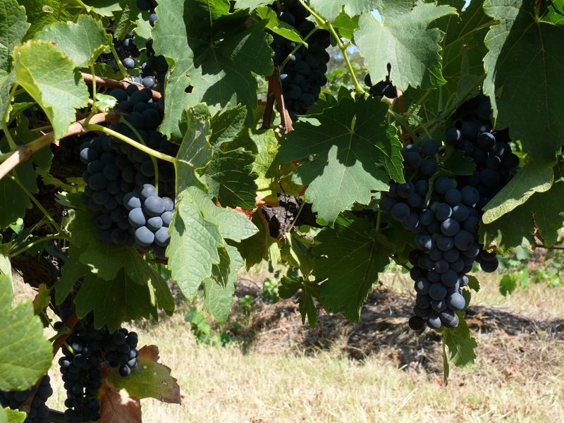 27 Rows on Hermitage - Image 5