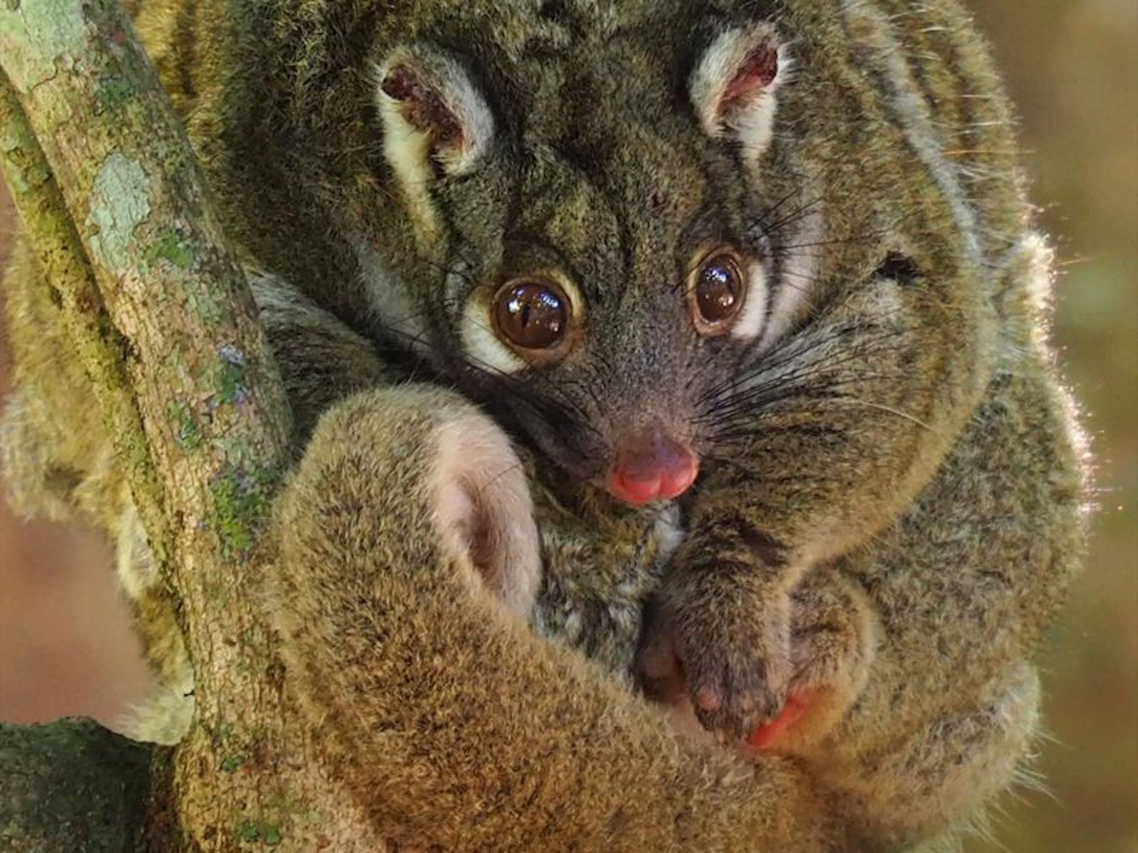 Atherton Blue Gum - Image 2