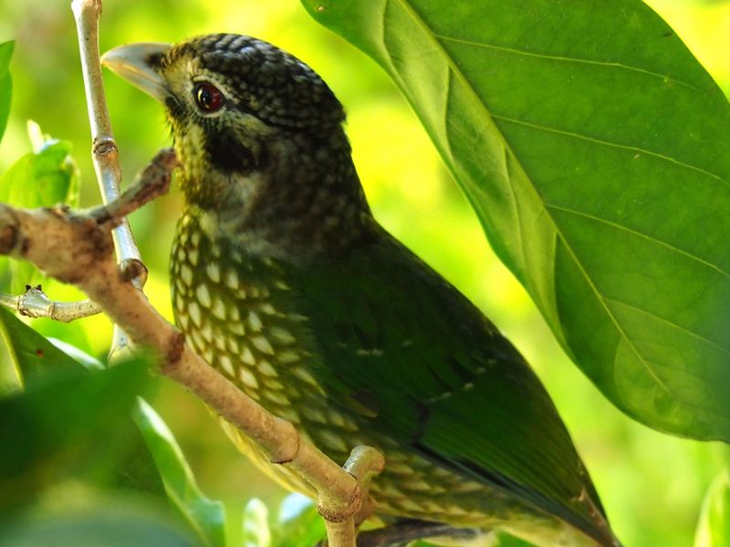 Atherton Blue Gum - Image 4