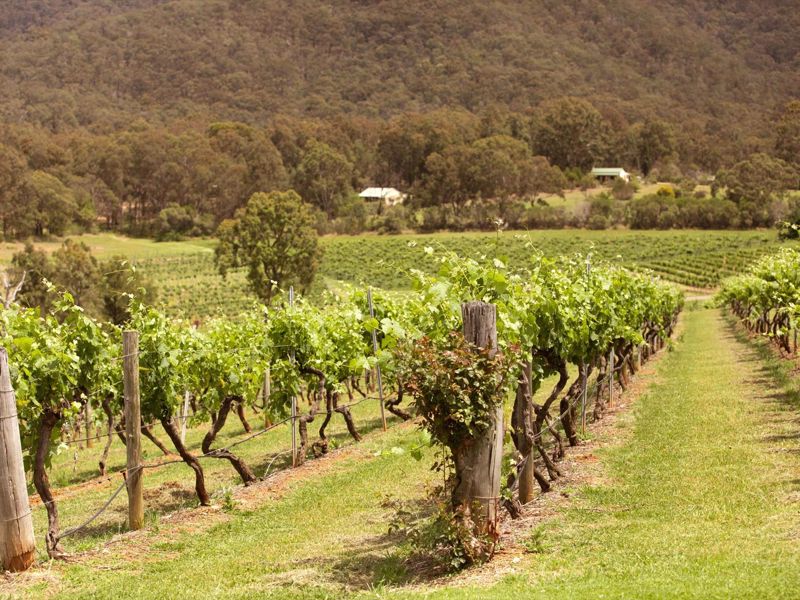 Audrey Wilkinson Vineyard - Image 3