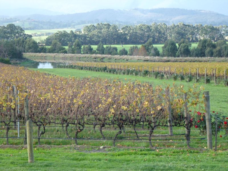 Australian Wine Tour Company - Main image