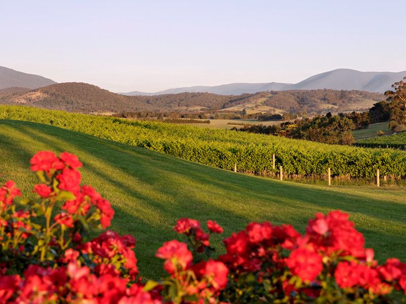 Balgownie Estate Yarra Valley - Image 2