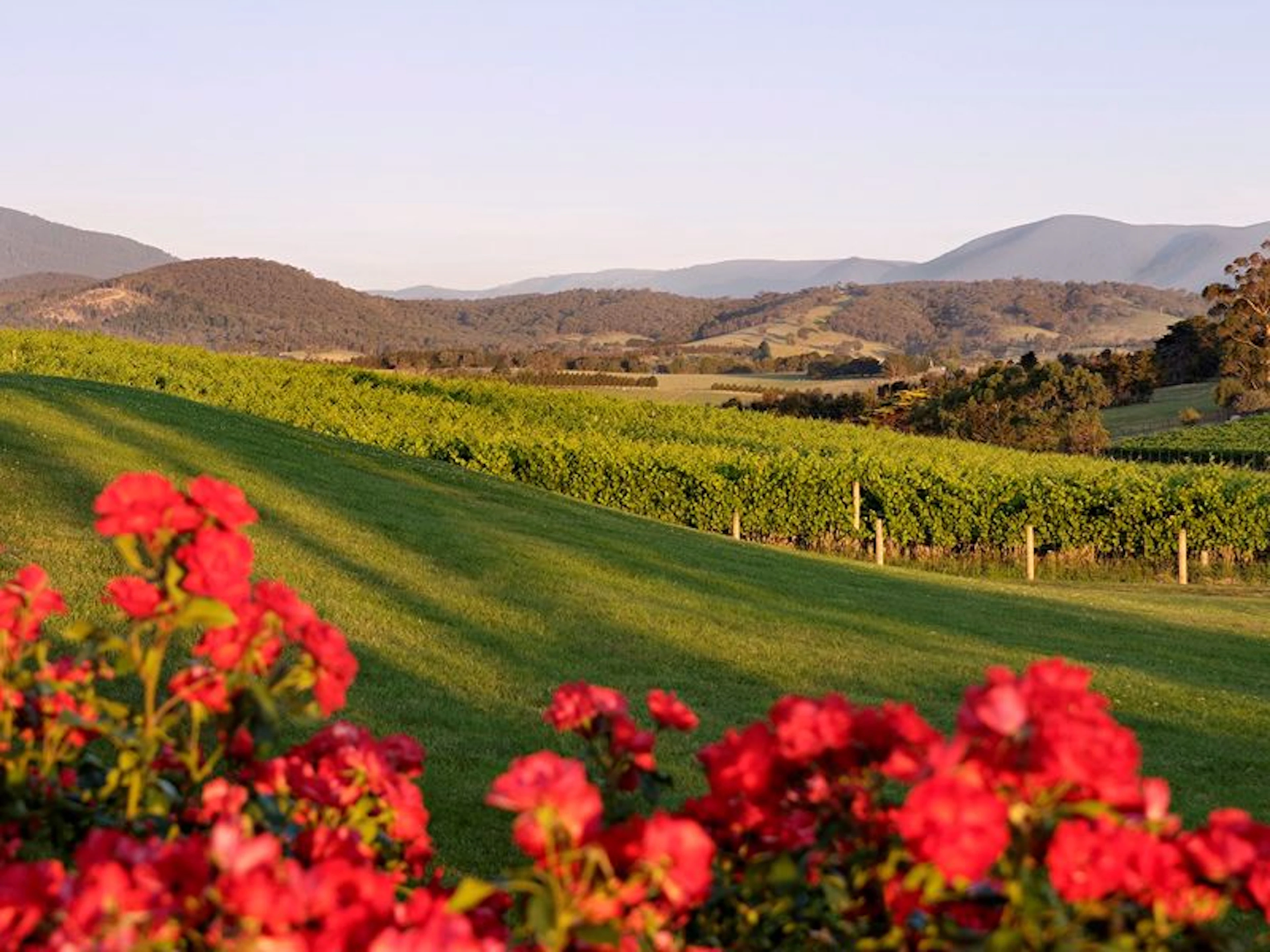 Balgownie Estate Yarra Valley - Image 2