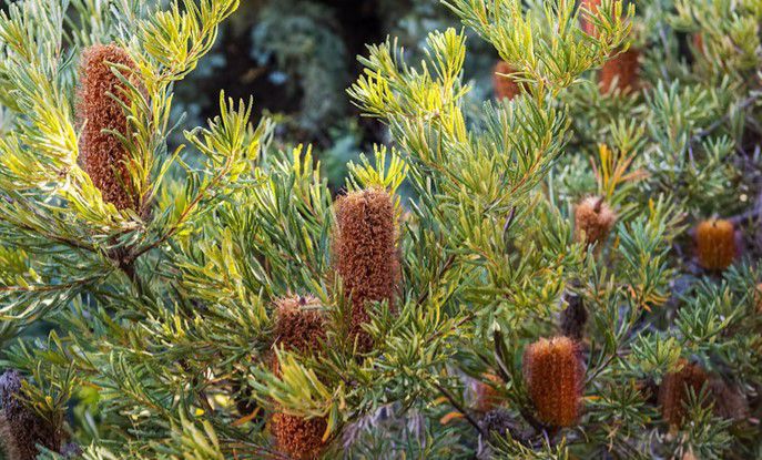 Banksia Bluff Campground - Image 2