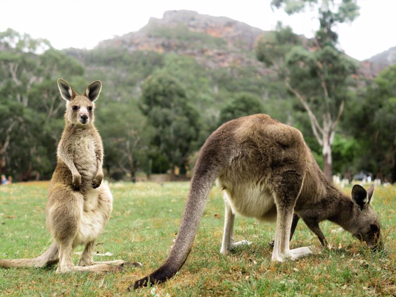 BIG4 Grampians Parkgate Resort - Image 3