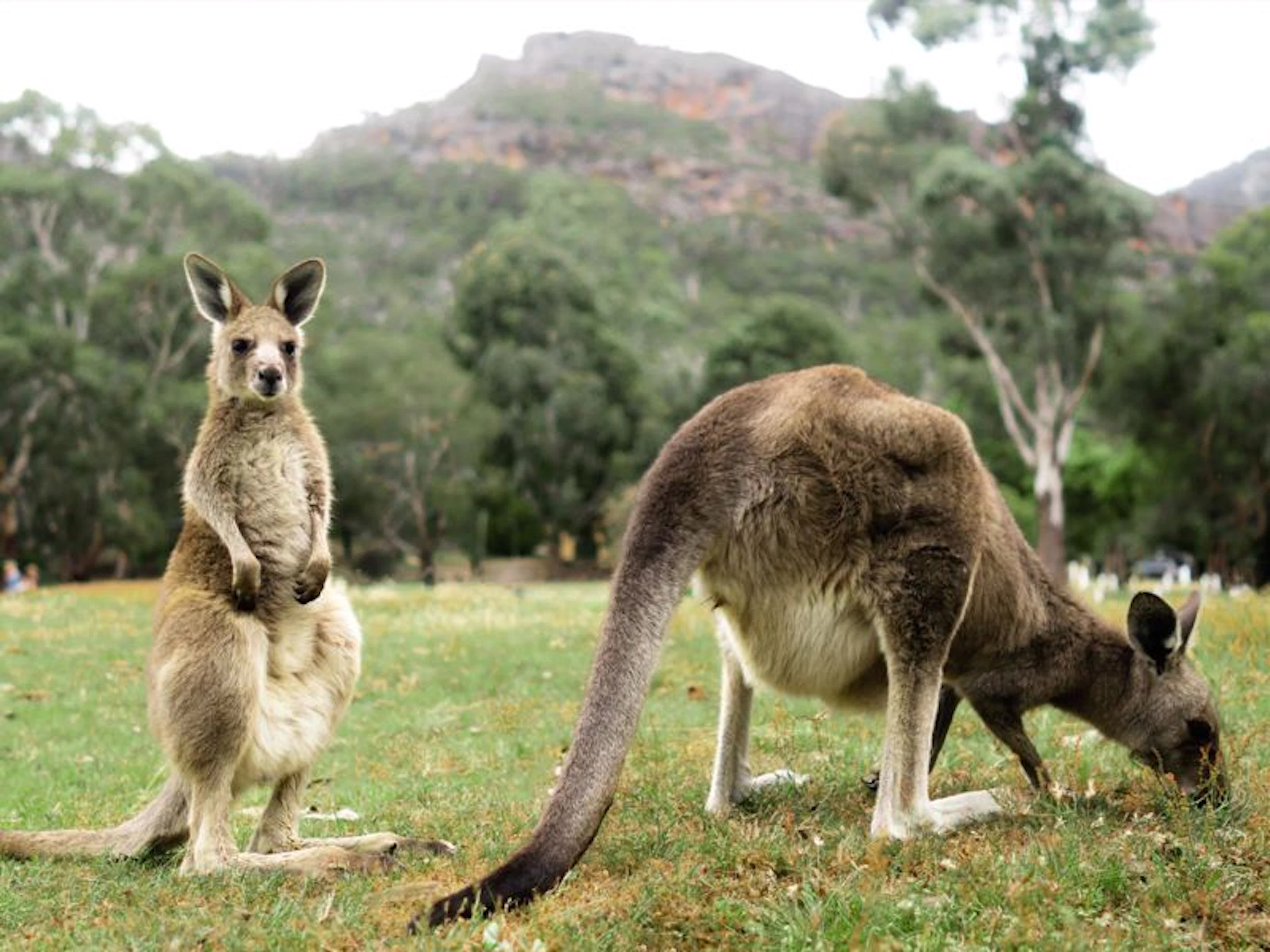 BIG4 Grampians Parkgate Resort - Image 3