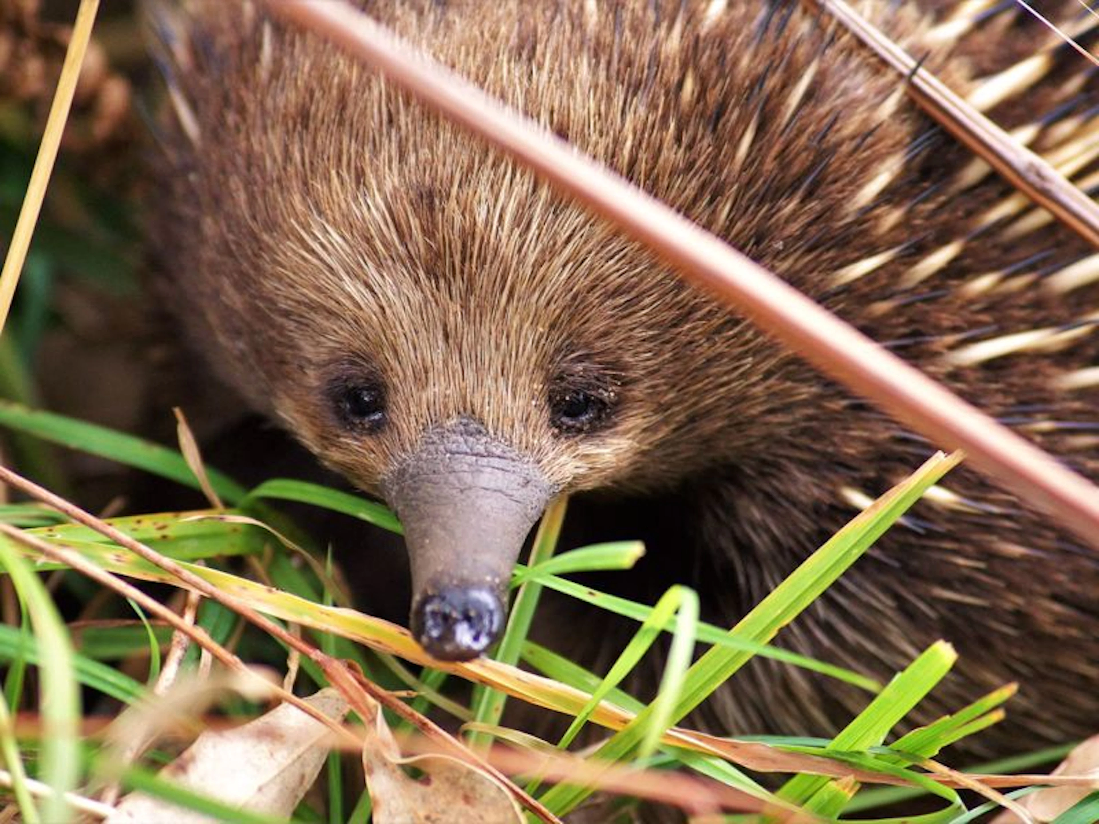 Bimbi Park Camping Under Koalas - Image 3