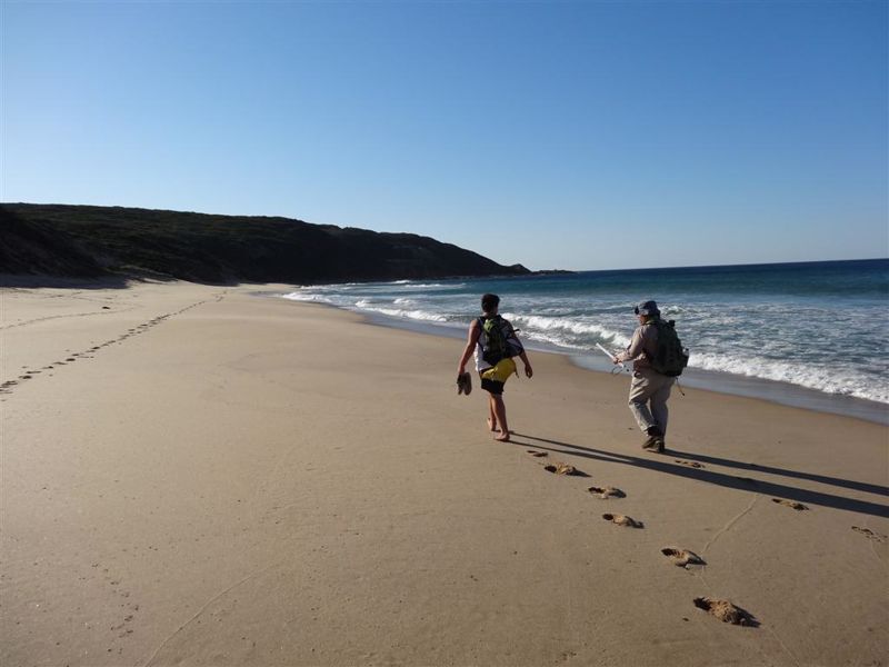 Bimbi Park Camping Under Koalas - Image 5