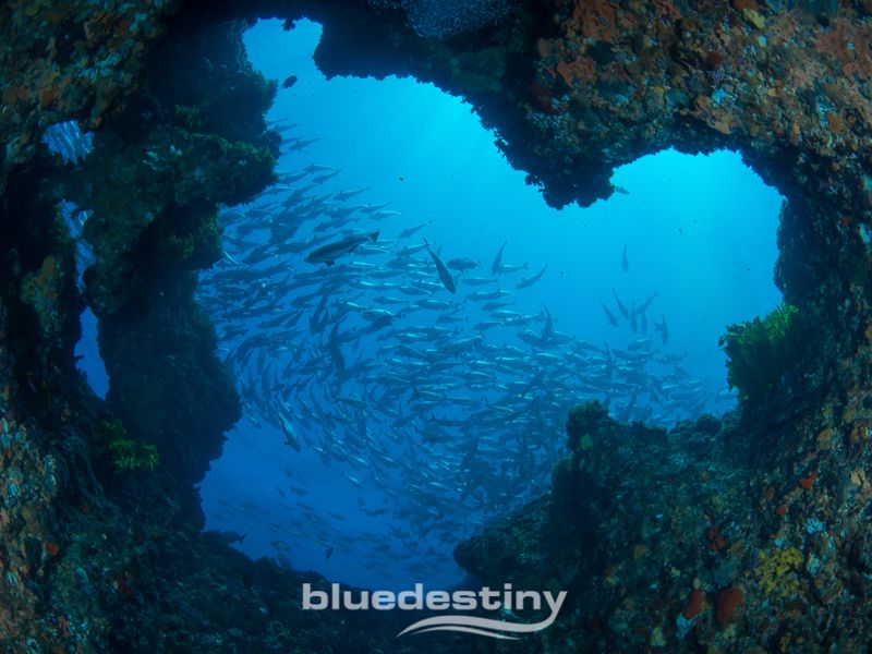 Blue Destiny Pty Ltd