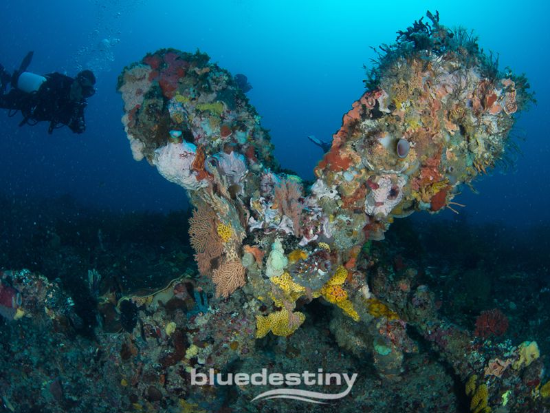 Blue Destiny Pty Ltd - Image 2