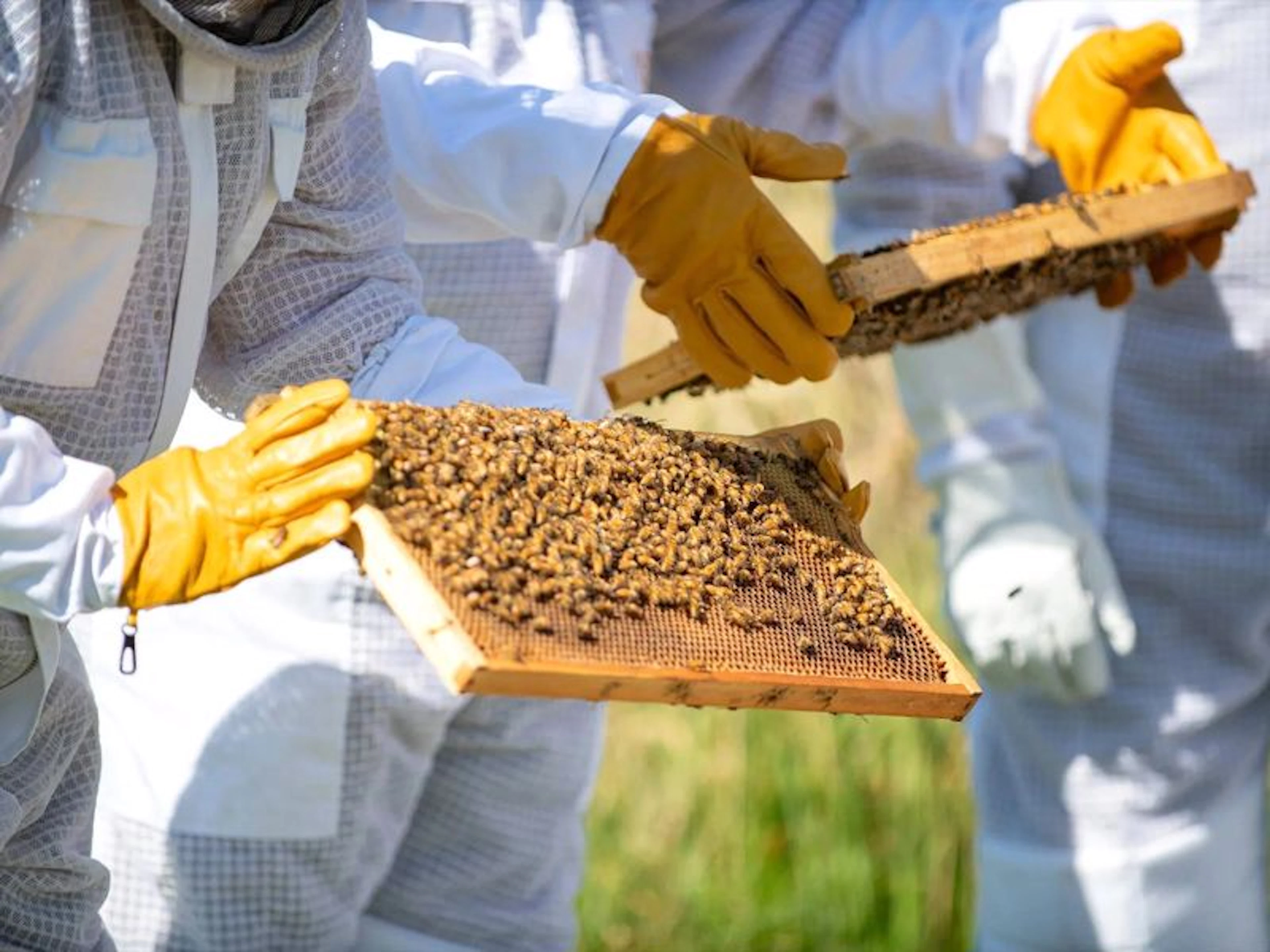 Bowral Honey Farm - Main image