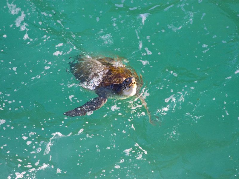 Brisbane Nature Tours - Image 3