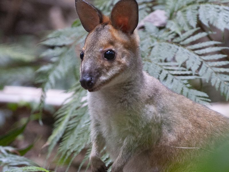 Brisbane Nature Tours