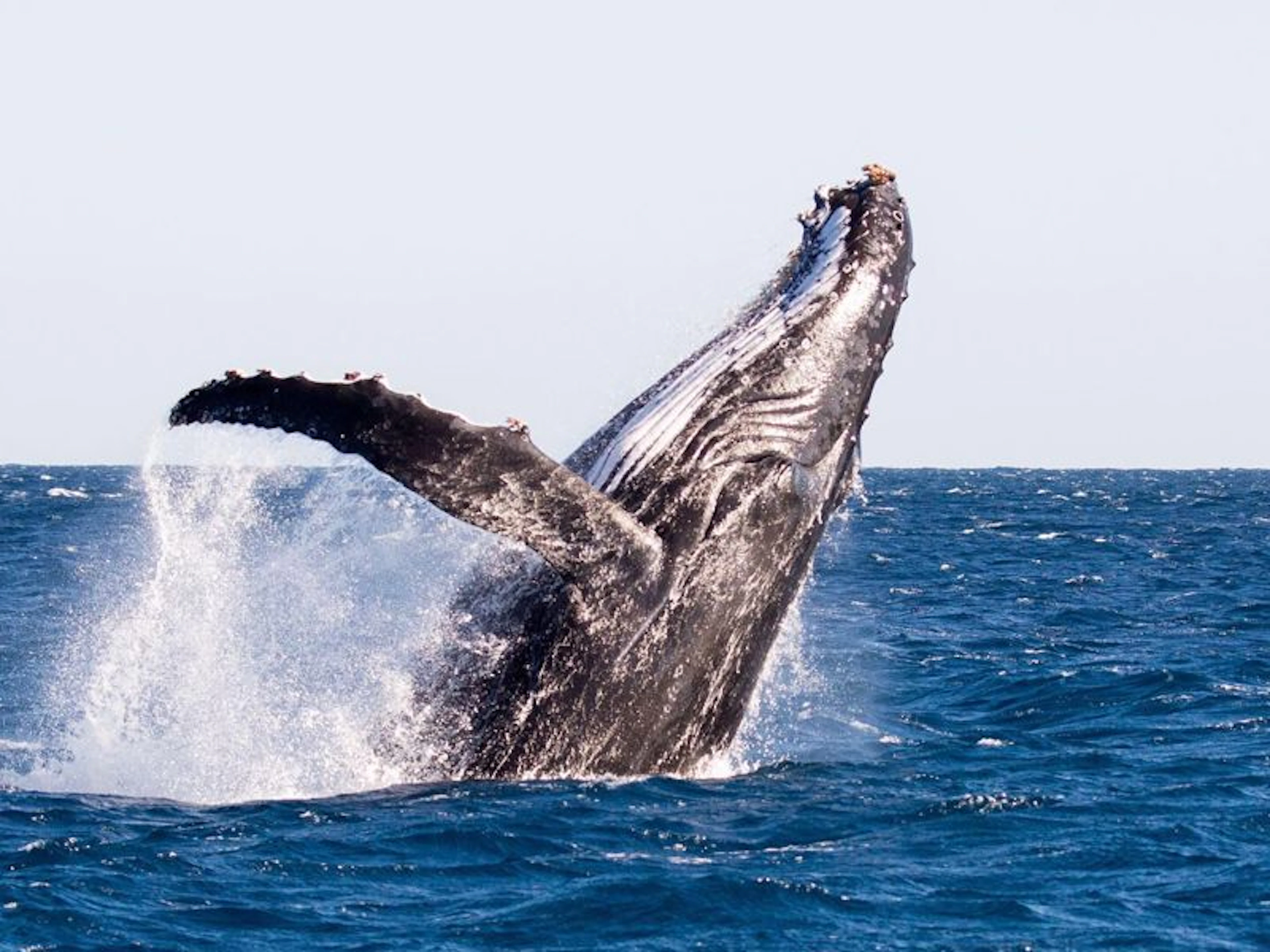 Cape Immersion Tours - Image 5