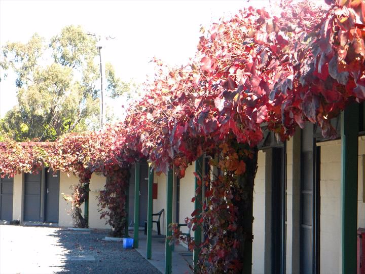 Cobram Colonial Motor Inn - Image 5
