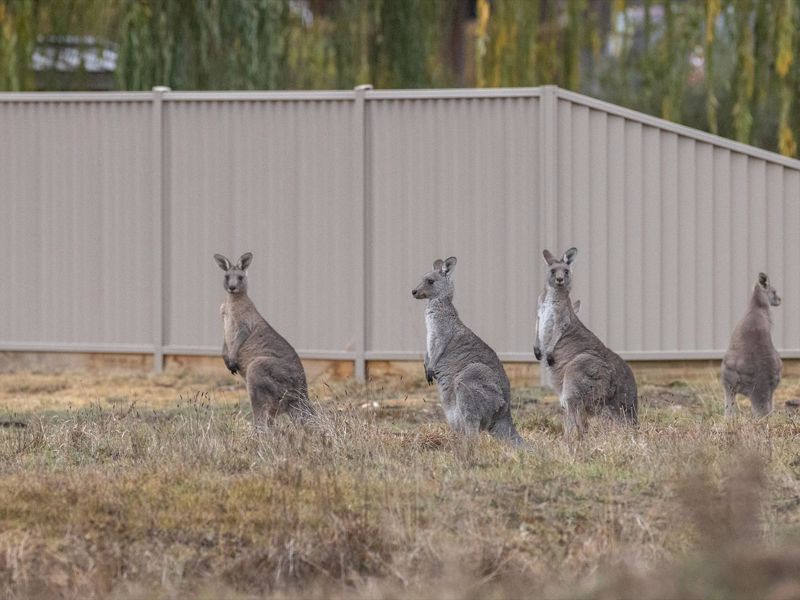 Creswick Holiday Park - Image 2