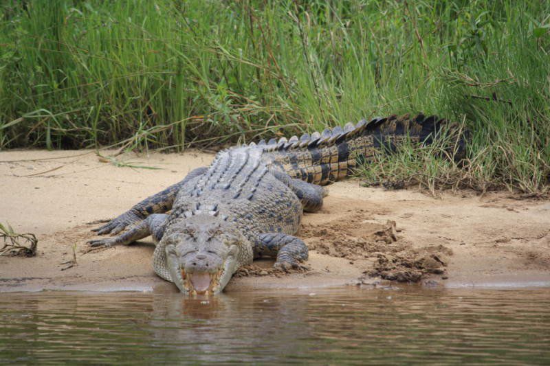 Crocodile Express Daintree River Cruises - Image 3