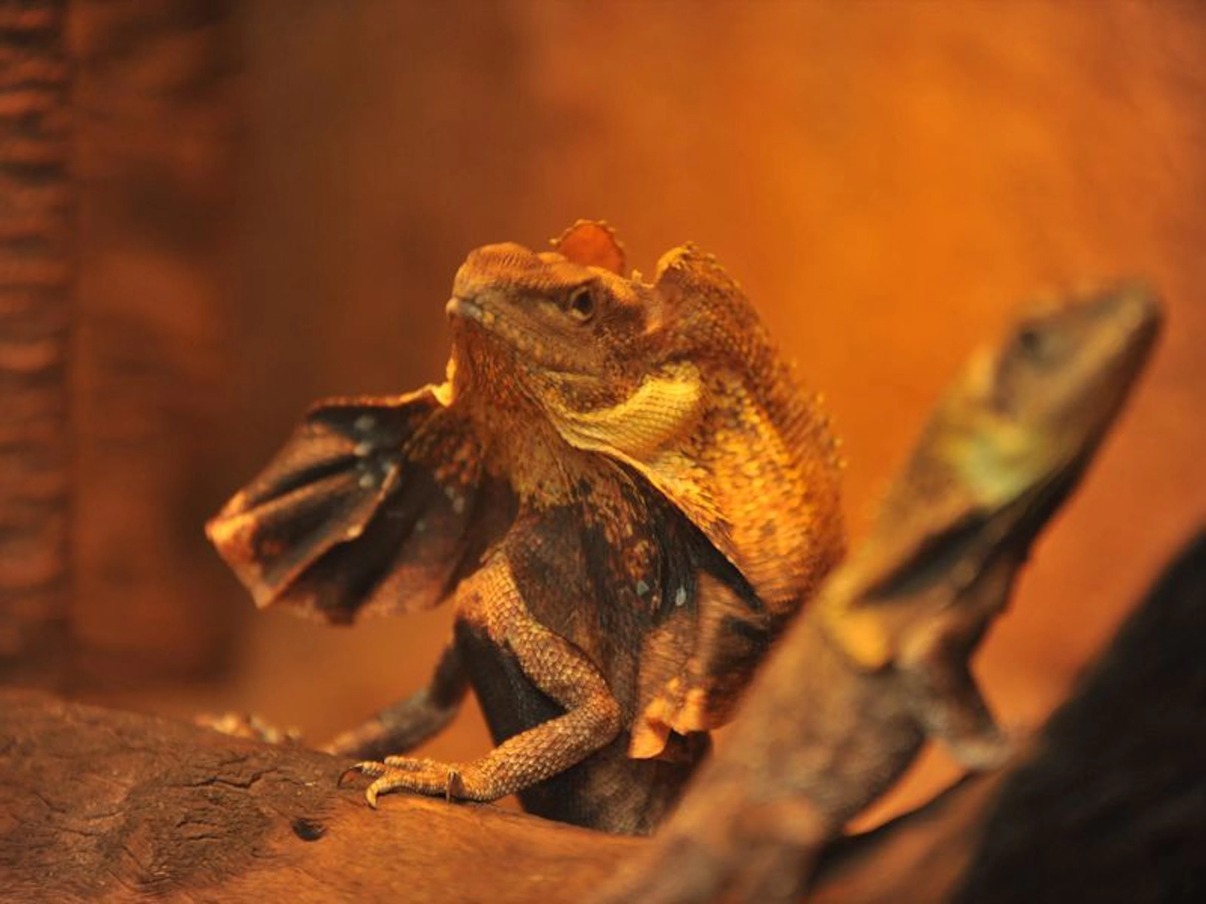 Crocosaurus Cove - Image 3