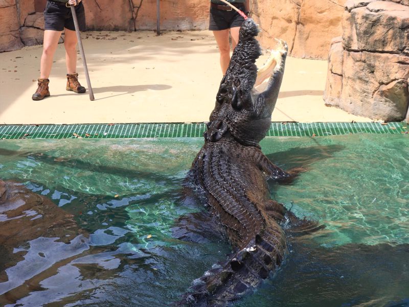 Crocosaurus Cove - Image 4