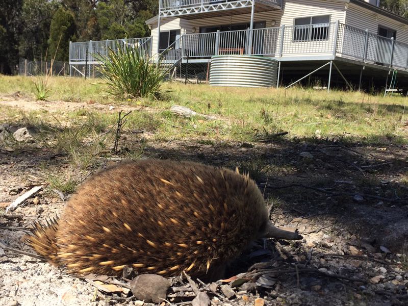 Echidna on Bruny