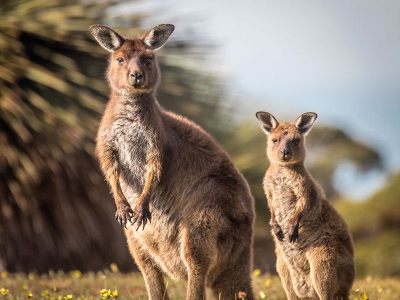 Ecopia Retreat - Image 3