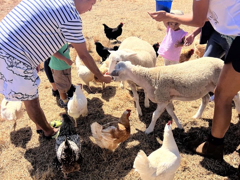 Forage Safaris - Image 2