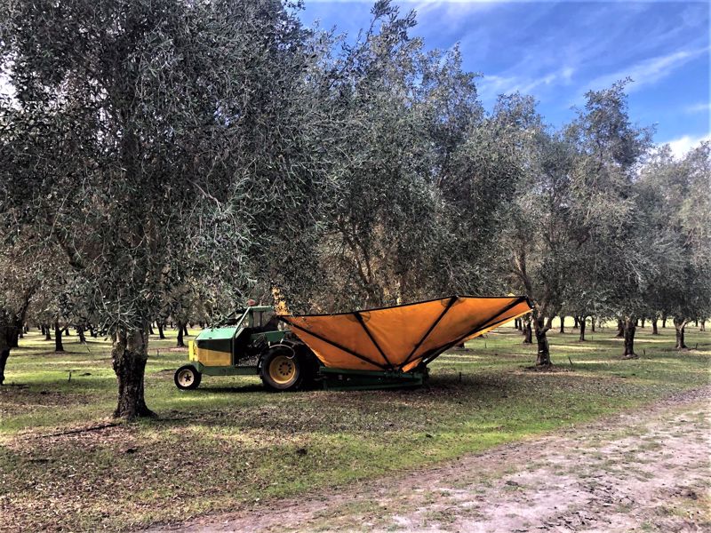 Forage Safaris - Image 3