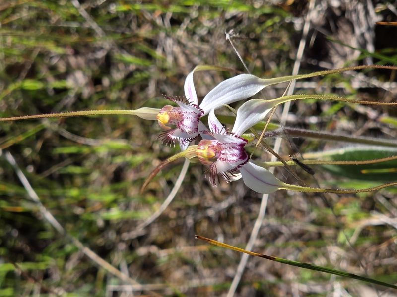 Forest Explorers - Image 4