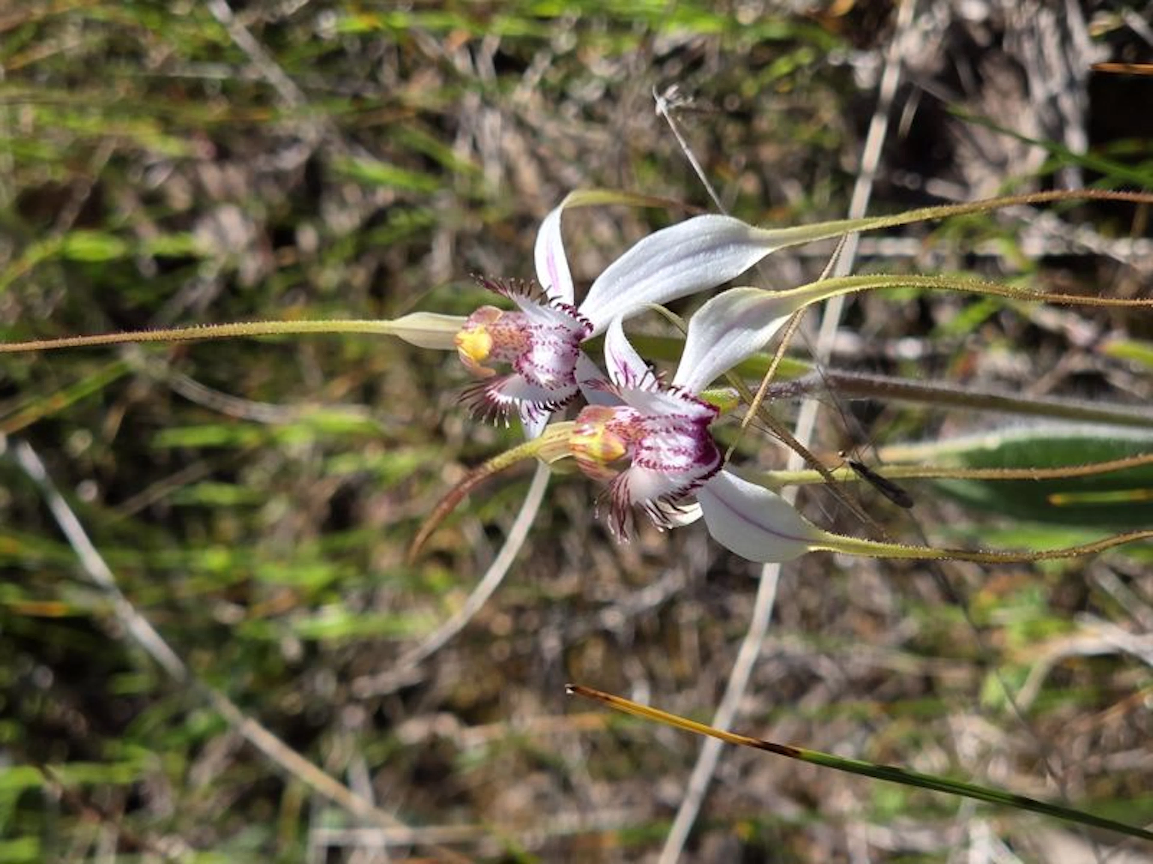 Forest Explorers - Image 4