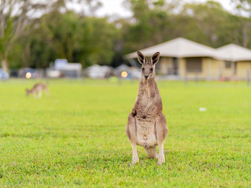 Habitat Noosa Everglades Eco Camp in Sunshine Coast — photo 2