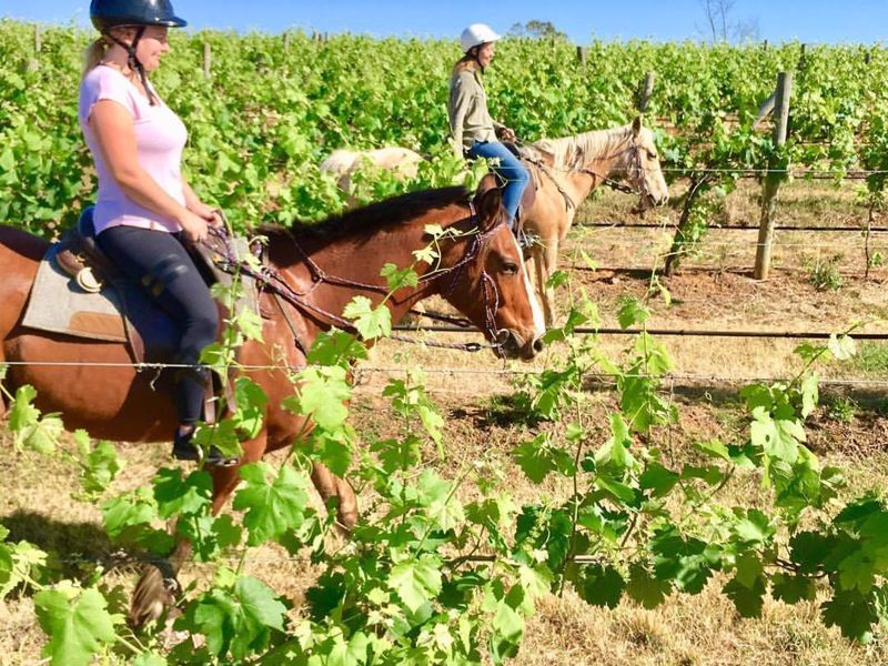 Hunter Valley Horses