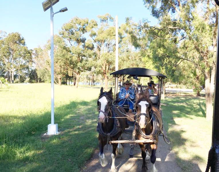 Hunter Valley Horses - Image 4