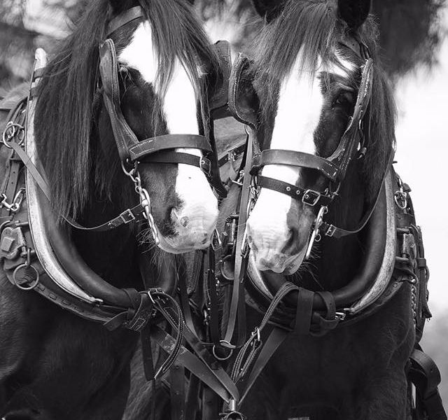 Hunter Valley Horses - Image 5