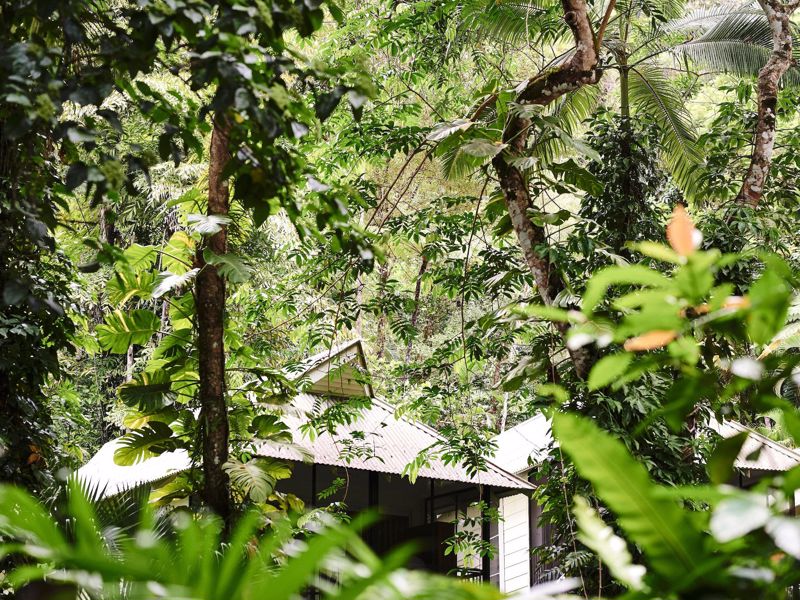 Intrepid Daintree Eco-Lodge - Image 2