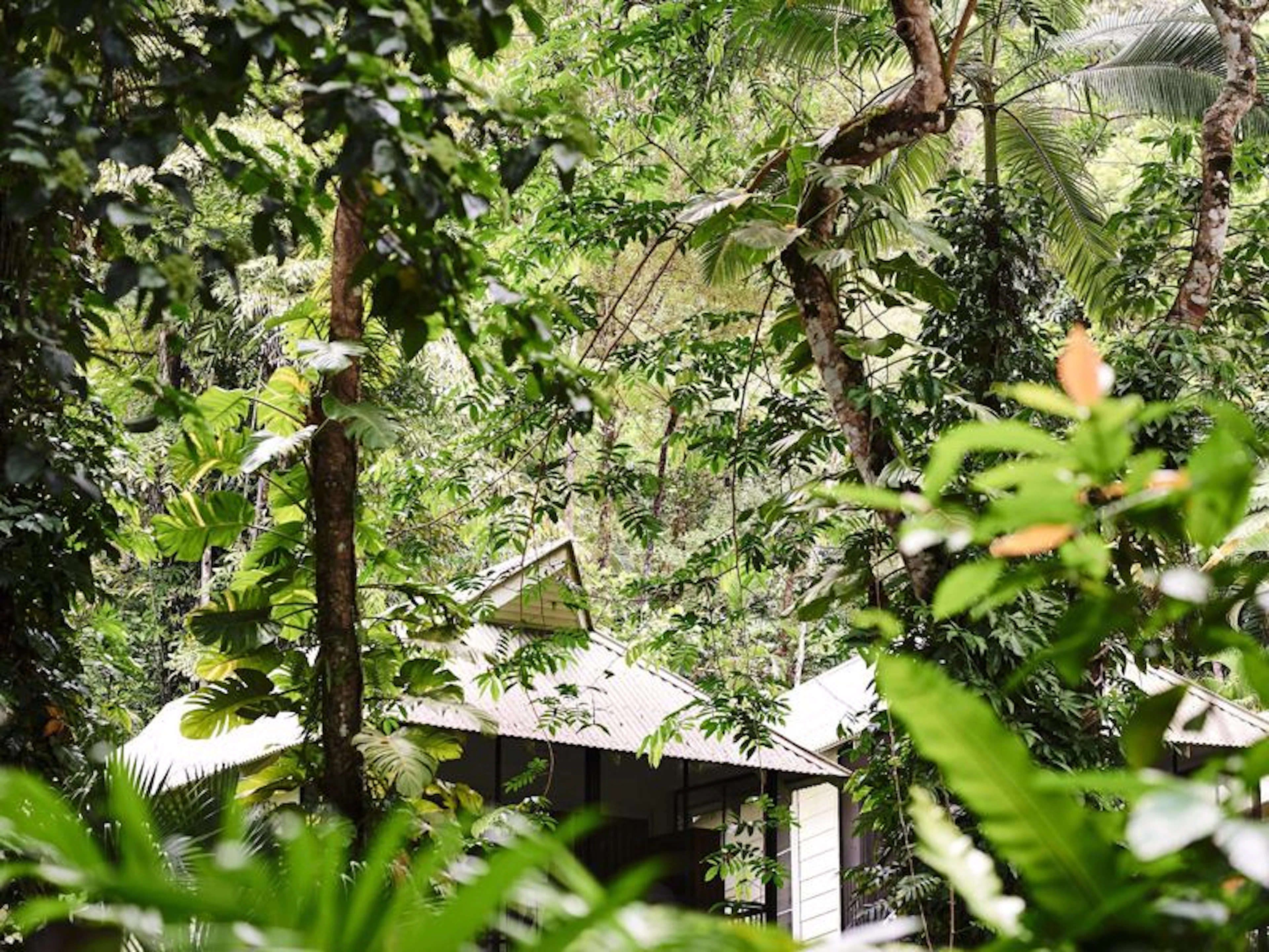 Intrepid Daintree Eco-Lodge - Image 2