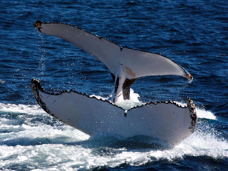 Islands Caravan Park - Image 4