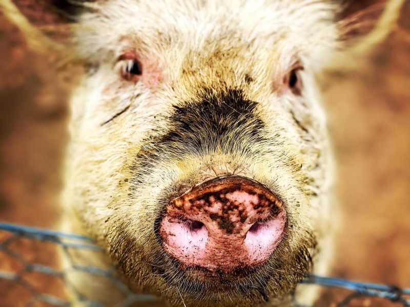 Kenzell Farm - Image 3