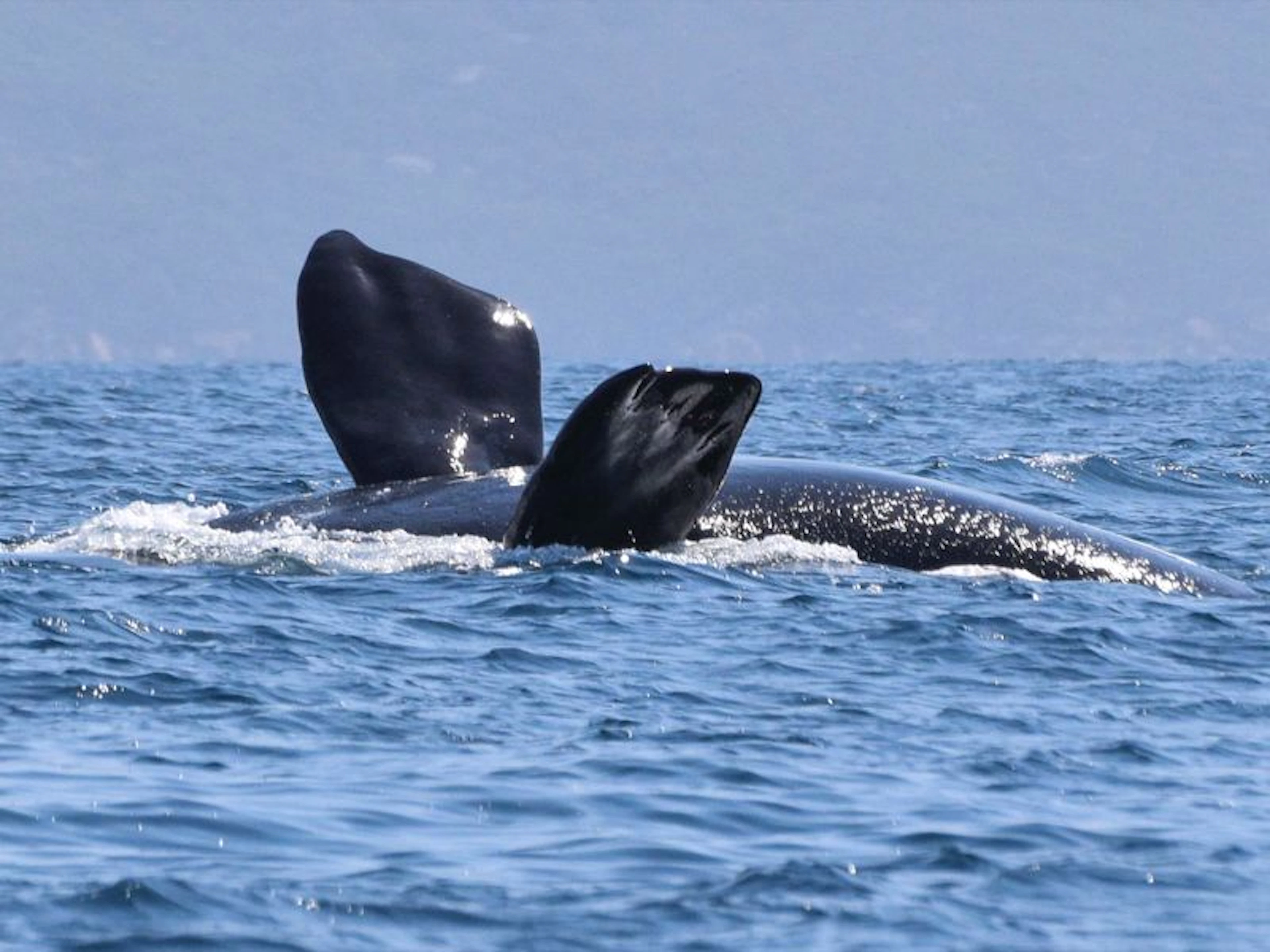 King George Sound Safari - Image 5