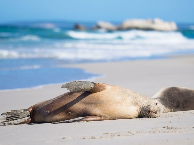 Kutini Payamu Iron Range National Park Camping Areas - Image 5