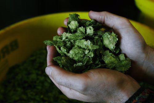 Little Creatures Brewing Co - Image 2