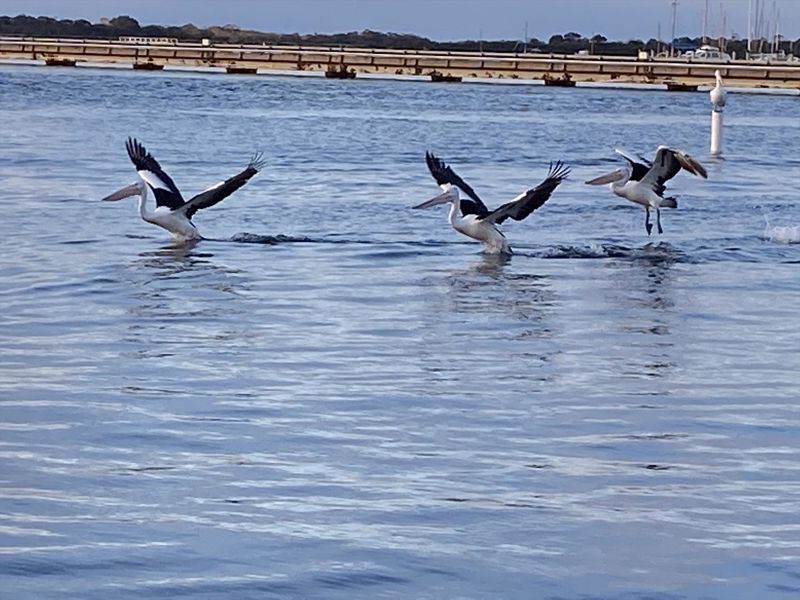 Lonsdale Palms - Image 5