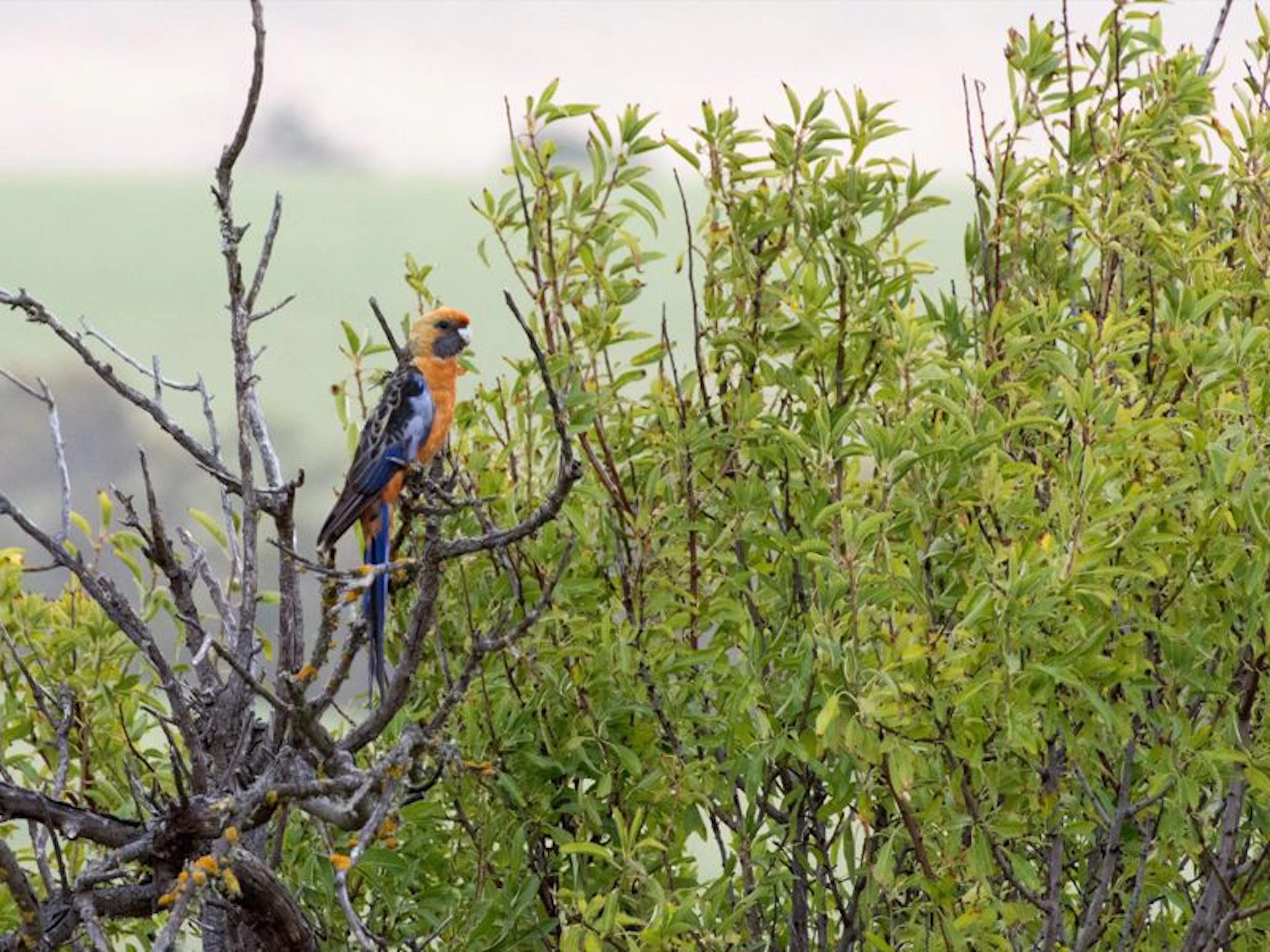 Lush Pastures - Image 4