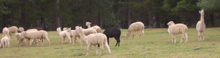 Madison's Mountain Retreat - Image 2