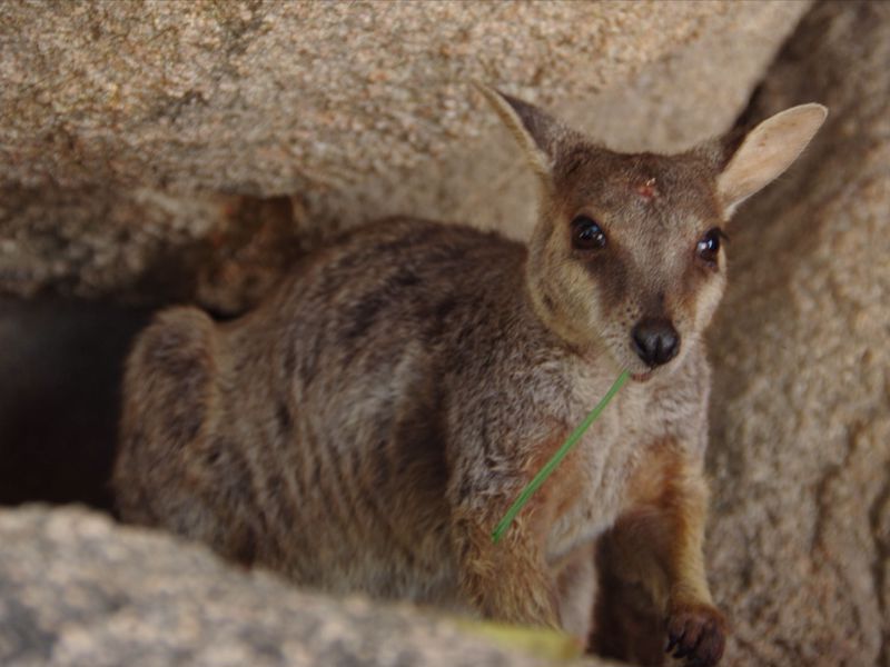 Magnetic Island Tours - Image 3