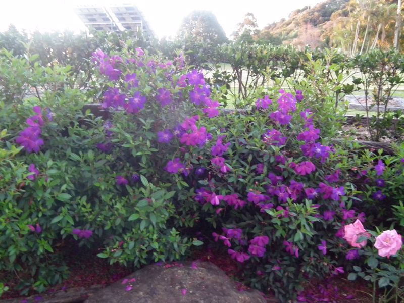 Maleny Hinterland Escape - Image 5