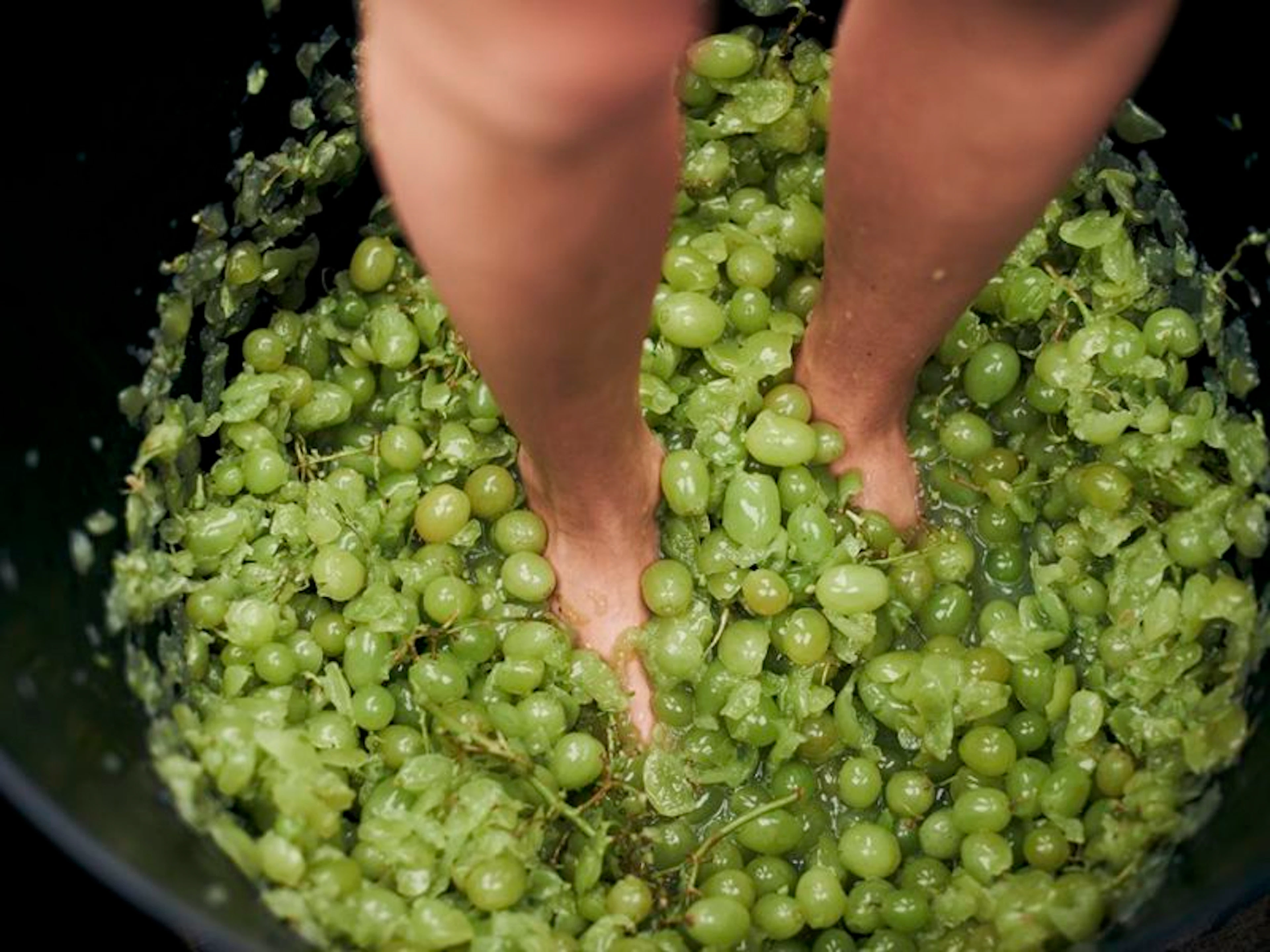 McLeish Estate Wines - Image 3