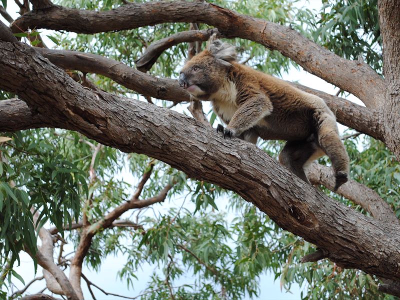 Mikkira Station Koala Sanctuary Tours - Image 3