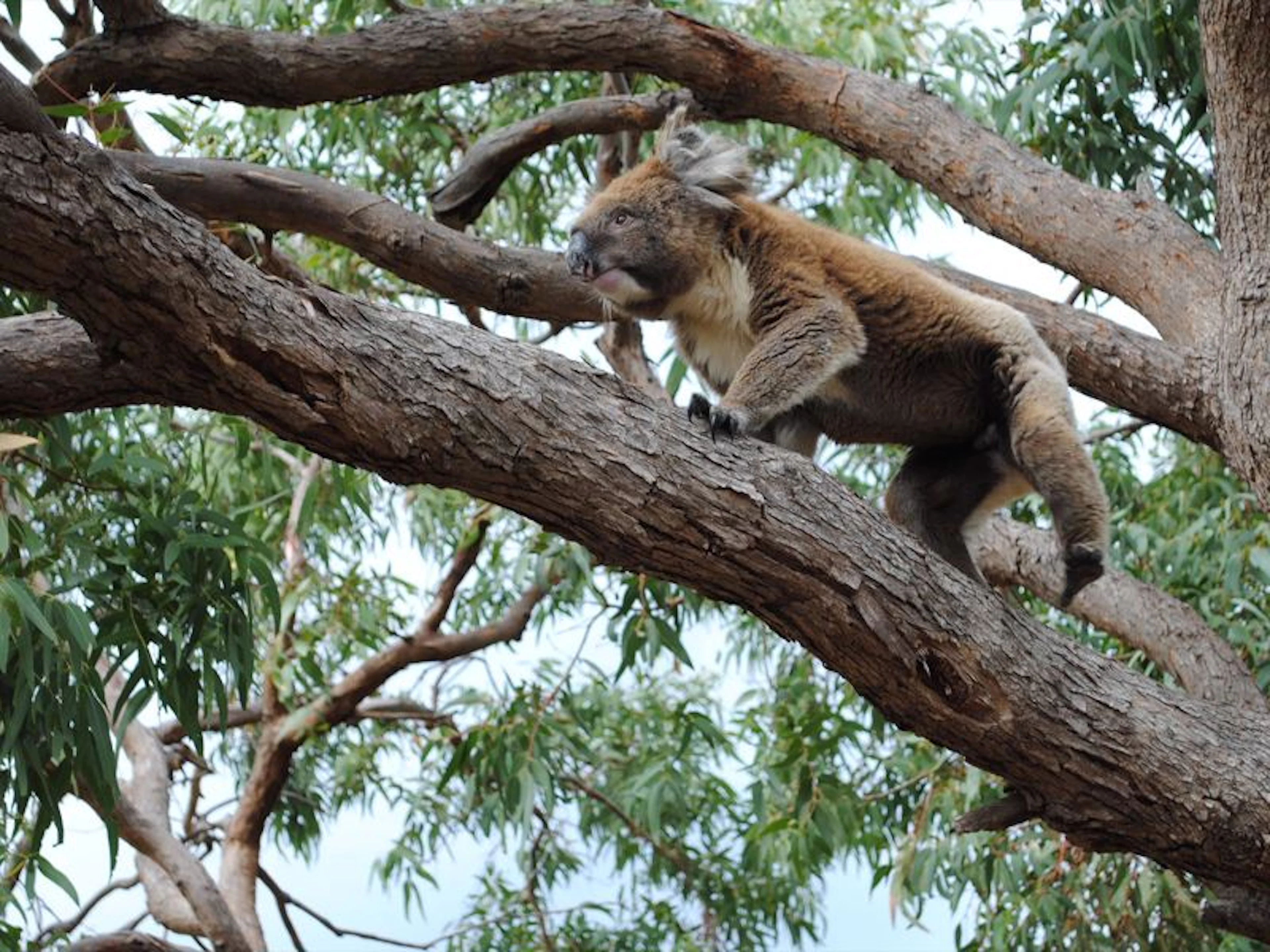 Mikkira Station Koala Sanctuary Tours - Image 3
