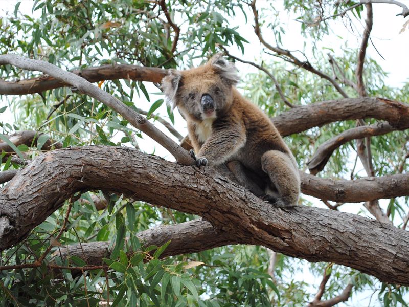 Mikkira Station Koala Sanctuary Tours - Image 4