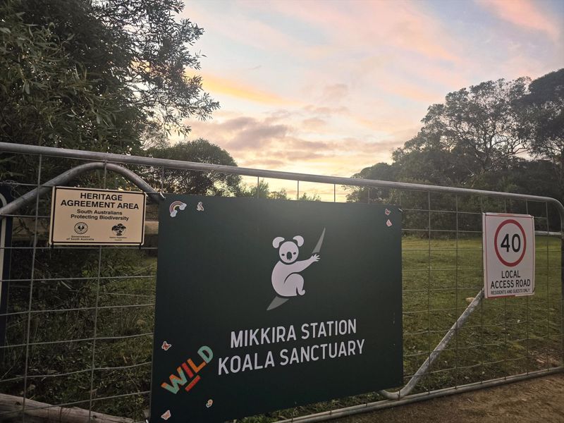 Mikkira Station Koala Sanctuary Tours - Image 5
